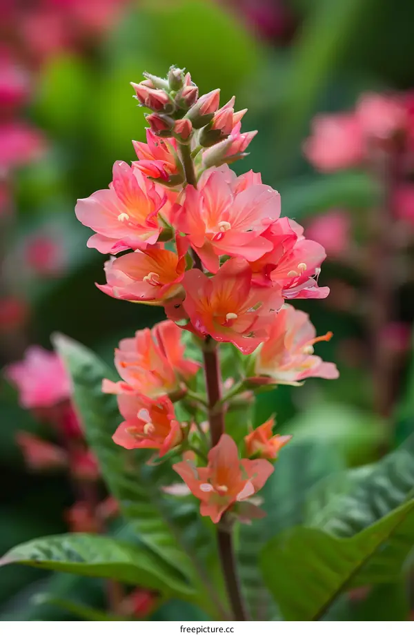 Close Up of a Pink Flower with Green Leaves