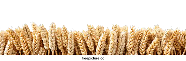 [Transparent Background PNG]Wheat Ears Isolated on White Background