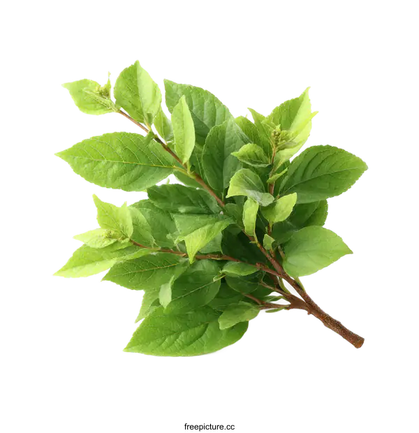 [Transparent Background PNG]Fresh Green Leaves Branch Arrangement