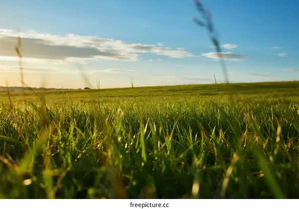 Vibrant Green Grass Field Under Clear Blue Sky