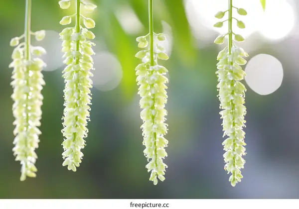 Closeup of Green Tree Catkins Hanging from Branch