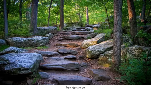 Forest Stone Path in Nature
