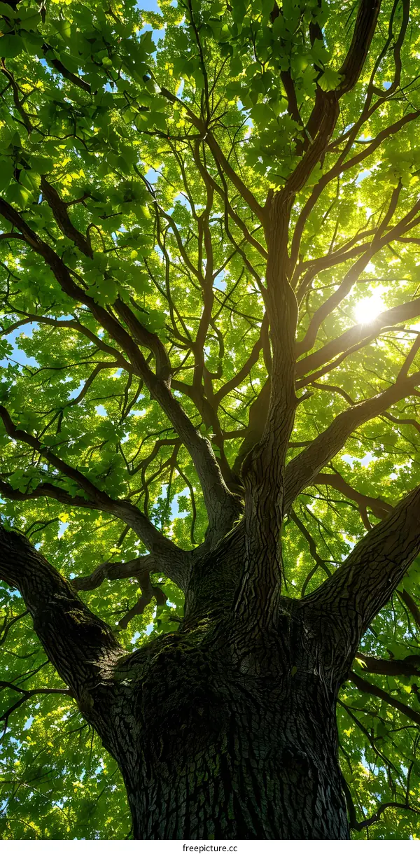 Looking up at the lush green canopy of a majestic oak tree on a sunny day