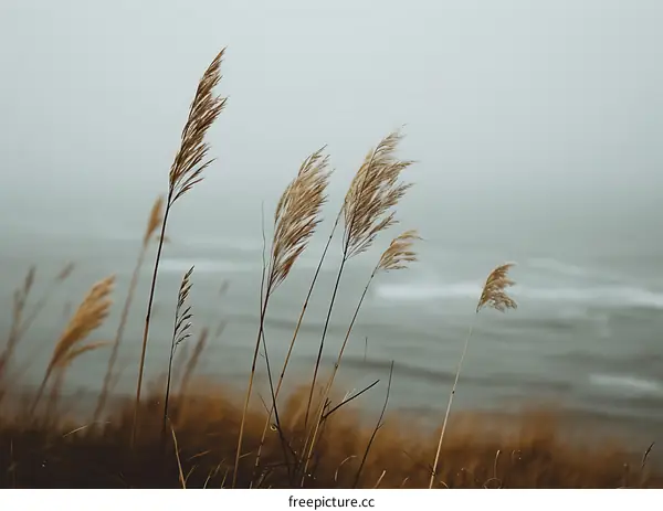 Grasses Swaying in the Wind by the Sea