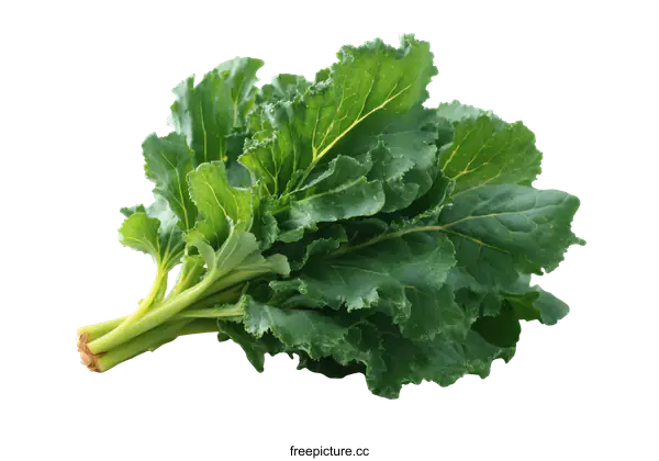 [Transparent Background PNG]Fresh Green Leafy Vegetable Close-up