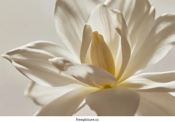 Close-up of White Magnolia Flower with Soft Petals in Natural Light