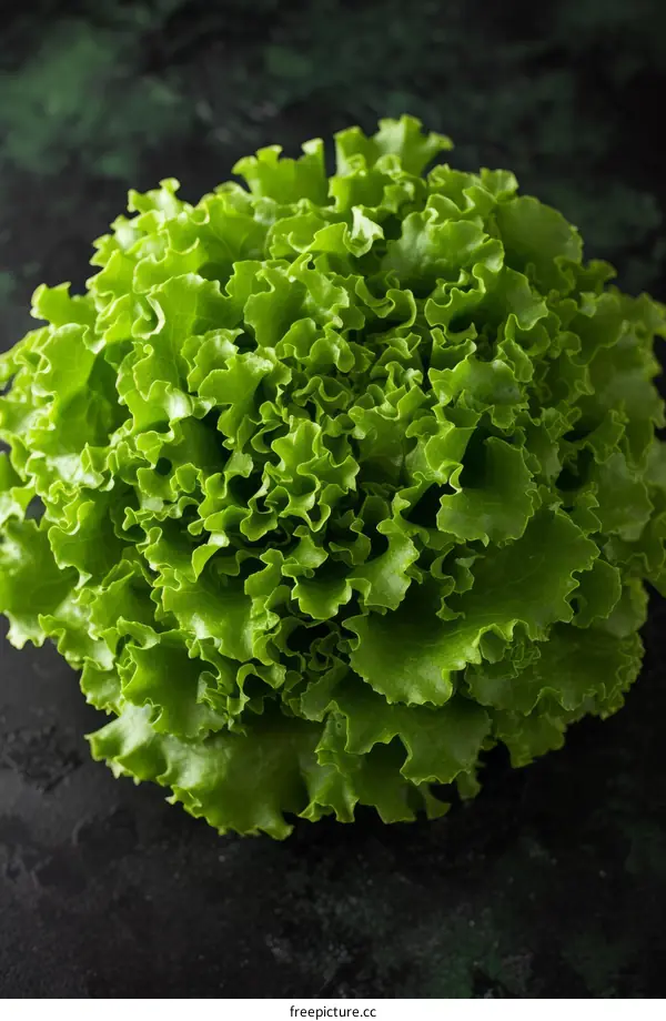 Fresh green lettuce on a dark background. Healthy eating concept.