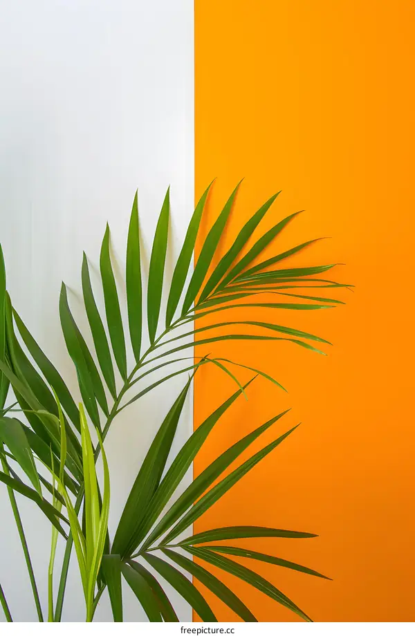 Palm Leaf Against White and Orange Background