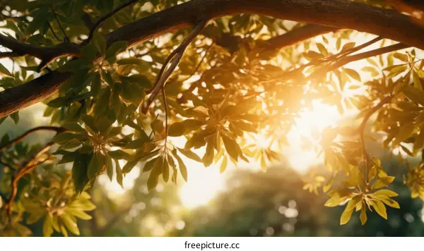 Sunlight Filtering Through Tree Canopy