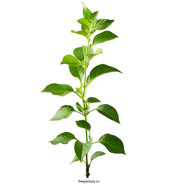 [Transparent Background PNG]Young Green Apple Tree Branch on White Background