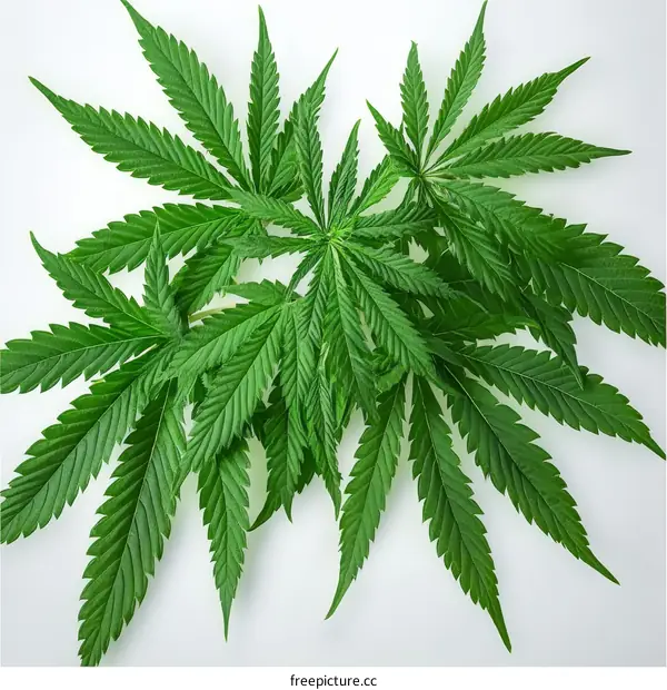 Close Up Image of Cannabis Leaves