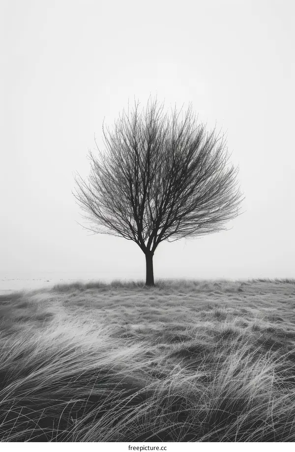 Tree in the middle of a grass field