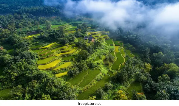 Aerial View of Terraced Rice Paddies in Mountains