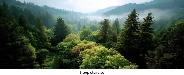 Majestic Forest Landscape with Misty Valley