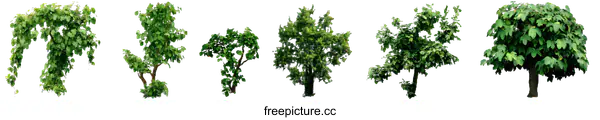 [Transparent Background PNG]Collection of Green Trees and Vines