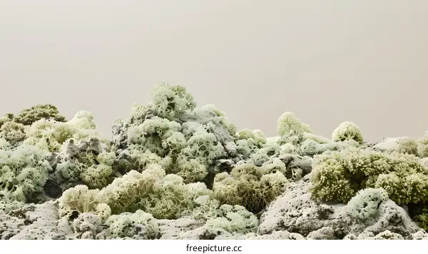 Closeup of Green Moss on a Grey Background