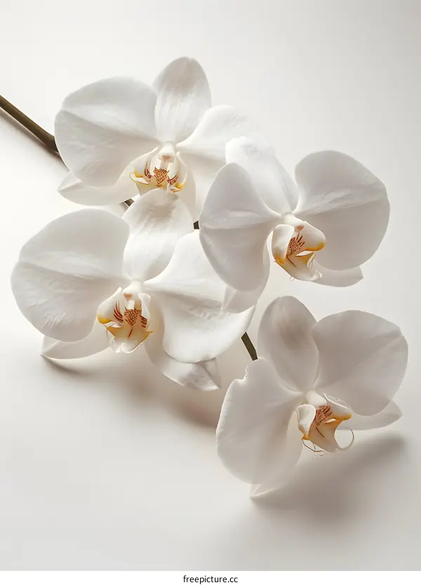 White Orchid Flowers on White Background