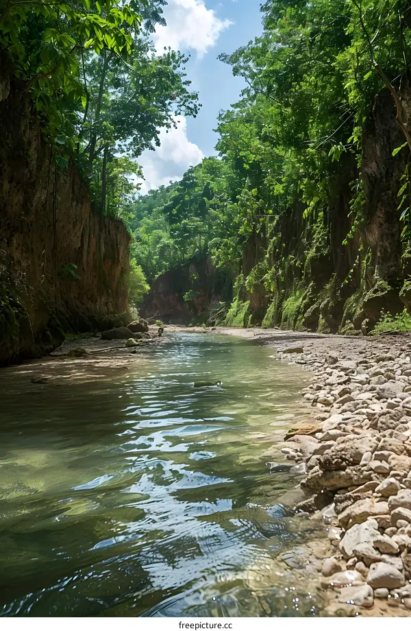 Tranquil River Flowing Through a Lush Green Forest