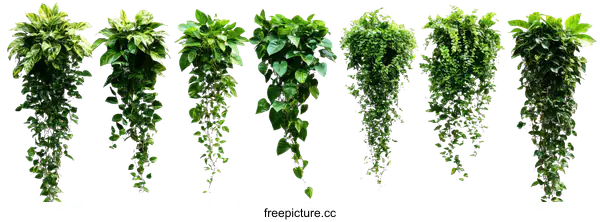 [Transparent Background PNG]Hanging Plants Isolated on White Background