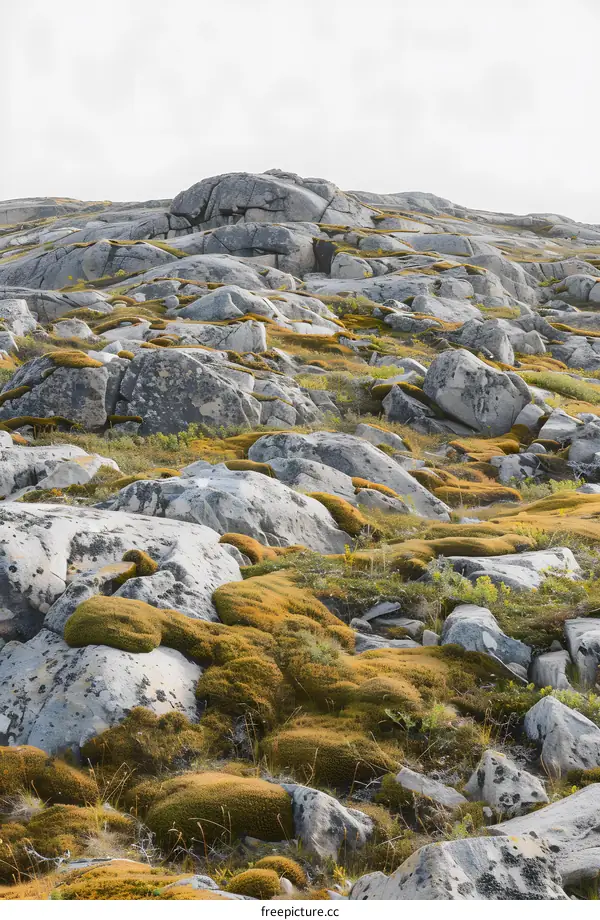 Green Moss On Grey Rocks In Arctic Landscape