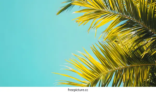 Palm Tree Leaves Against a Blue Sky