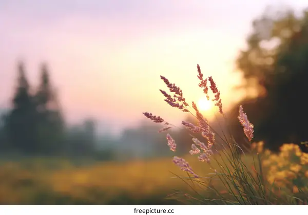 Sunrise Through Grassy Meadow