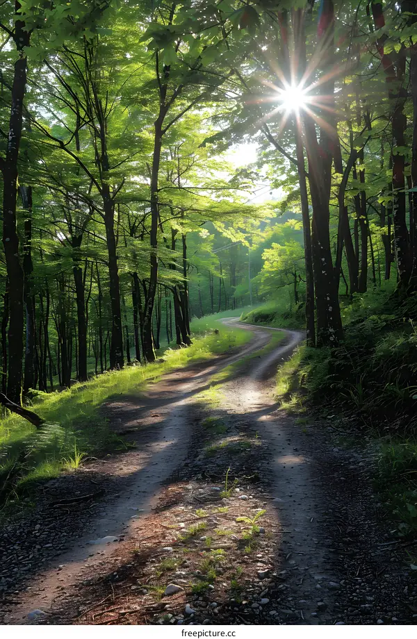 Sunbeams Through The Trees On A Winding Forest Path