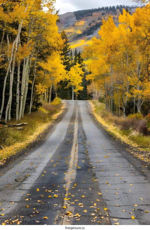 Autumn Road Through Yellow Aspen Trees