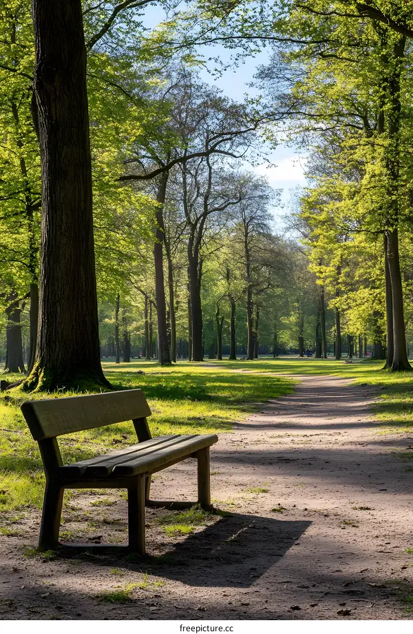 Wooden Bench in a Park with Trees and a Pathway