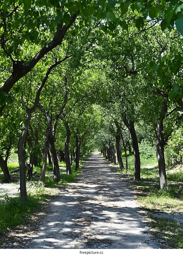 Sunlit Path Through Green Tree Canopy
