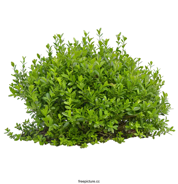 [Transparent Background PNG]Green Bush With White Background