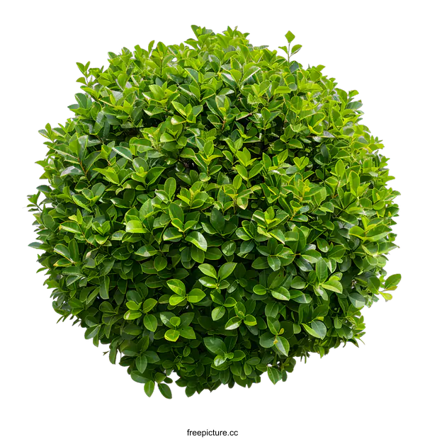 [Transparent Background PNG]Green Bush Isolated on White Background