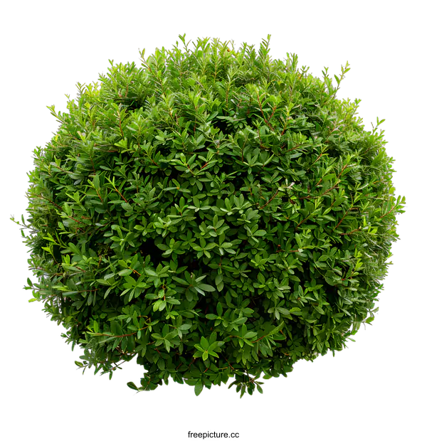 [Transparent Background PNG]Green Bush Isolated on White Background