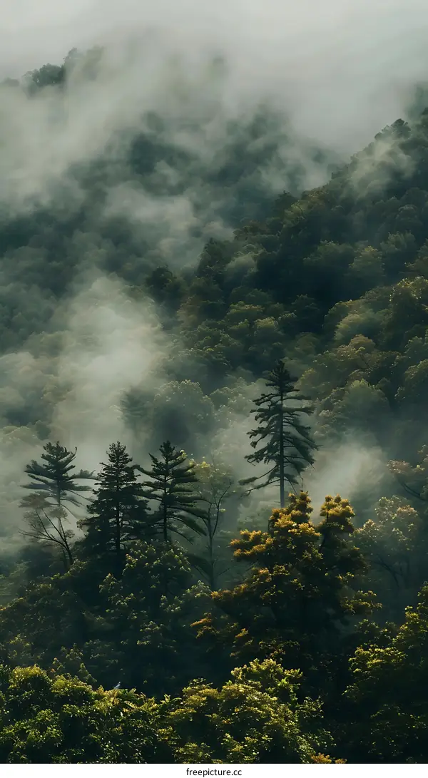 Foggy Forest Landscape With Green Trees