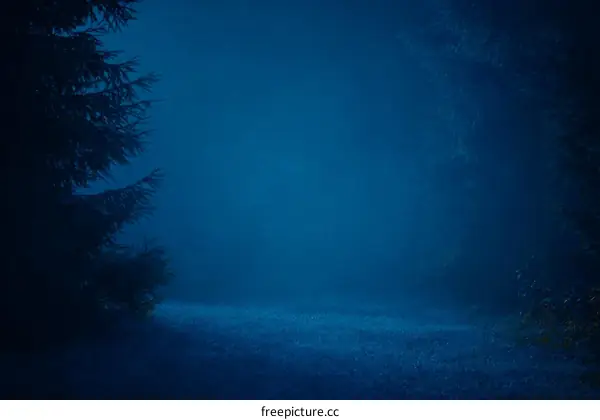 Mysterious Night Foggy Forest Scene