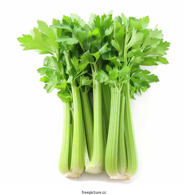 Green celery sticks isolated on white background