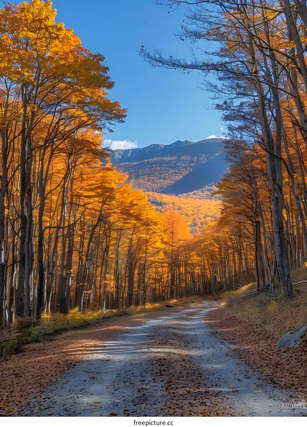 Autumn Road through Forest with Golden Trees and Mountain View