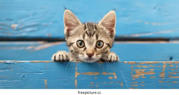 Cute Cat Peeking Over Wooden Fence