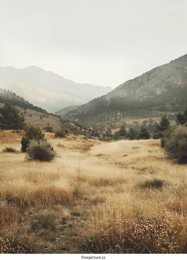 A Vast Golden Field Backdropped by Distant Mountains