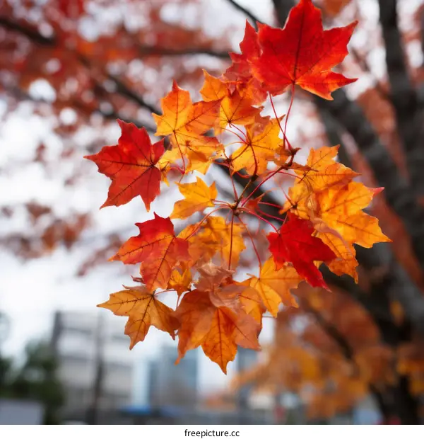 A branch of red maple leaves in autumn