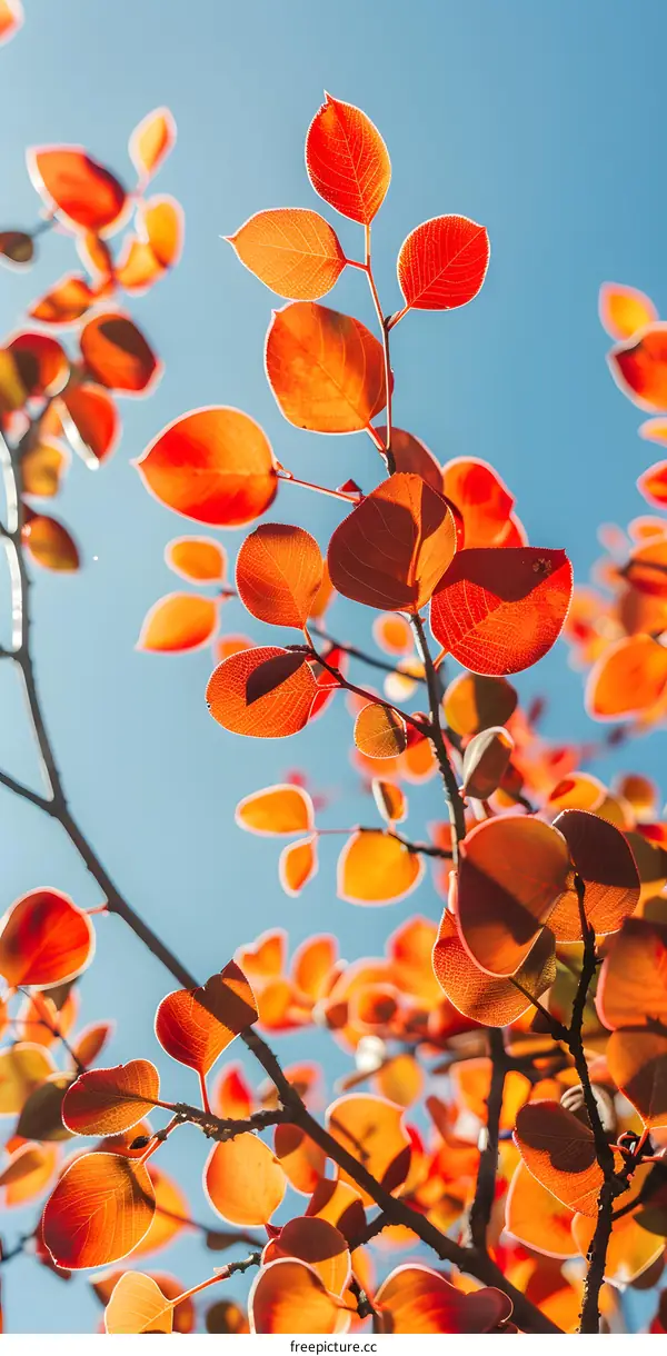 Close Up of Orange Autumn Leaves in the Sun