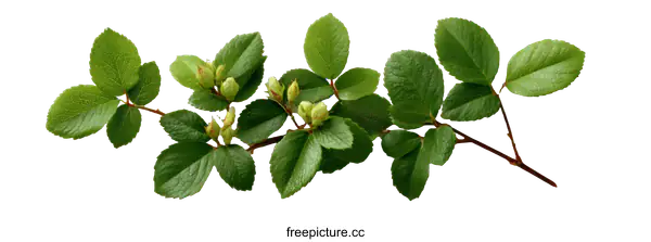 [Transparent Background PNG]Fresh Green Leaves and Buds on a Branch