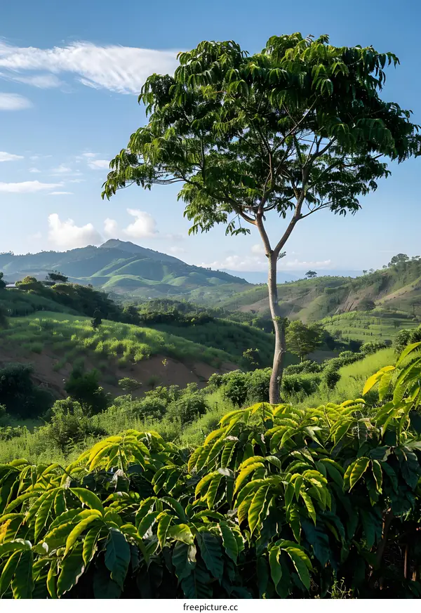 Green Mountains with a Single Tree in the Foreground