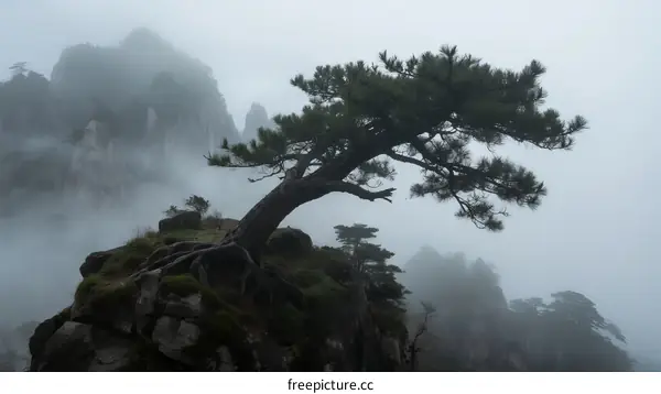A lone pine tree on a misty mountain peak in Huangshan
