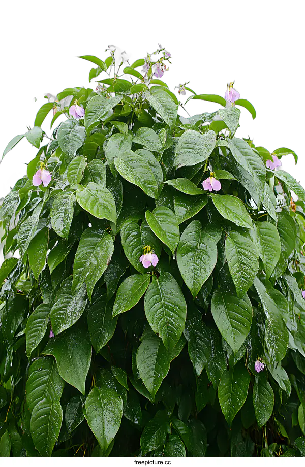 [Transparent Background PNG]Close Up of Green Leaves and Pink Flowers on a Rainy Day