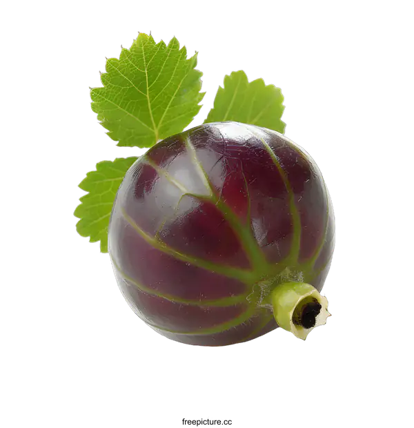 [Transparent Background PNG]Single Gooseberry with Leaves