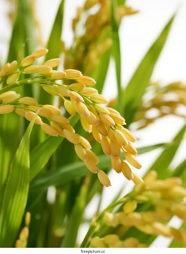 Golden Rice Ears with Green Leaves in Close-up View