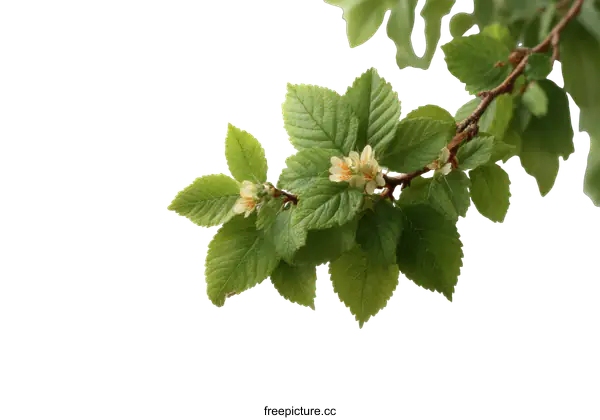 [Transparent Background PNG]Closeup of Spring Branch with Leaves and Blossoms