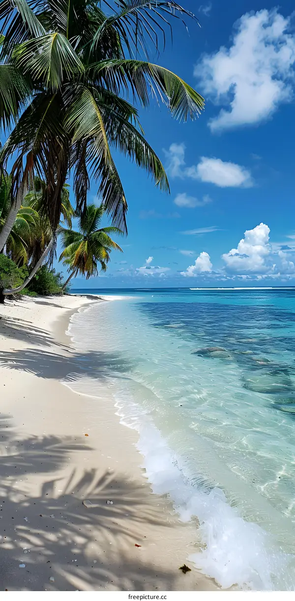 Palm trees on a tropical beach with white sand and turquoise water