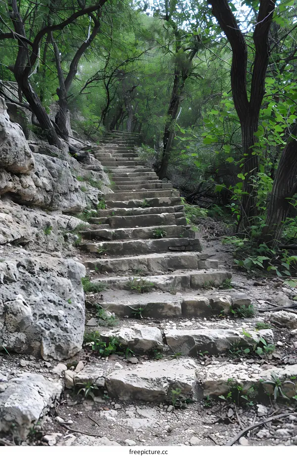 Stone Steps Winding Through a Forest Path